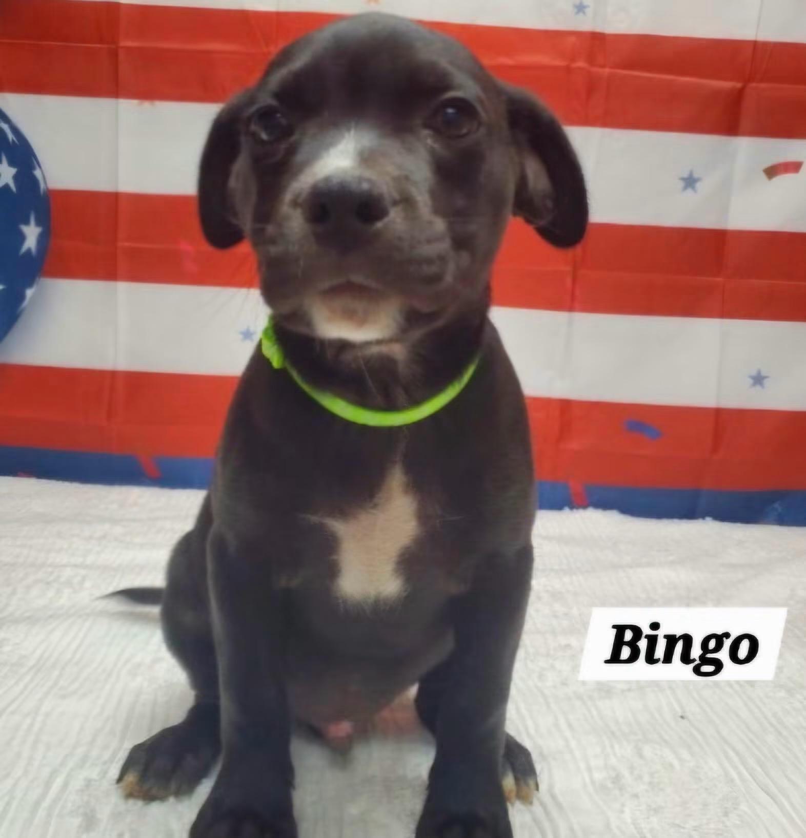 Bingo, Adoptable, Puppy Male French Bulldog & Pug.