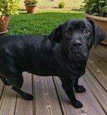 Enlarge Avery, a Adoptable Mixed Breed in Sullivan, IN image 1/2