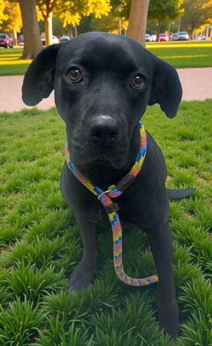 Enlarge Avery, a Adoptable Mixed Breed in Sullivan, IN image 2/2