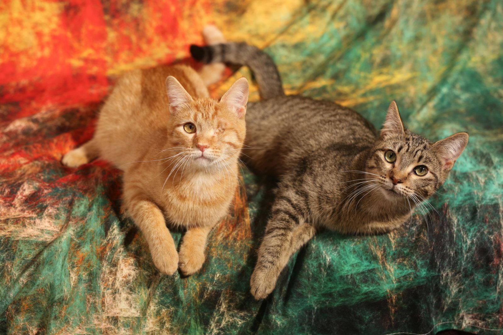Mullroy & Murtogg, Adoptable, Young Male Domestic Short Hair.