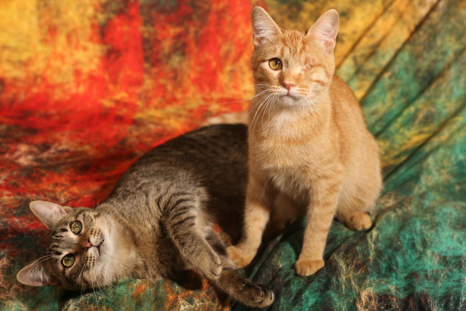 Enlarge Mullroy & Murtogg, a Adoptable Domestic Short Hair in New Prague, MN image 2/3