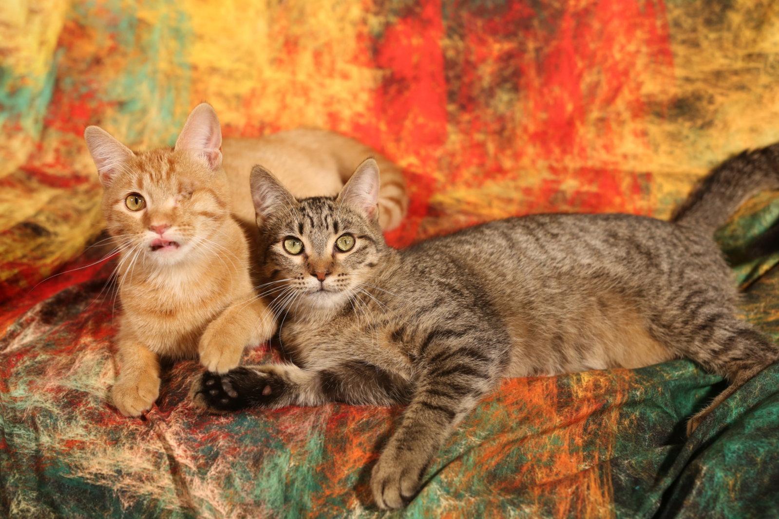 Enlarge Mullroy & Murtogg, a Adoptable Domestic Short Hair in New Prague, MN image 3/3