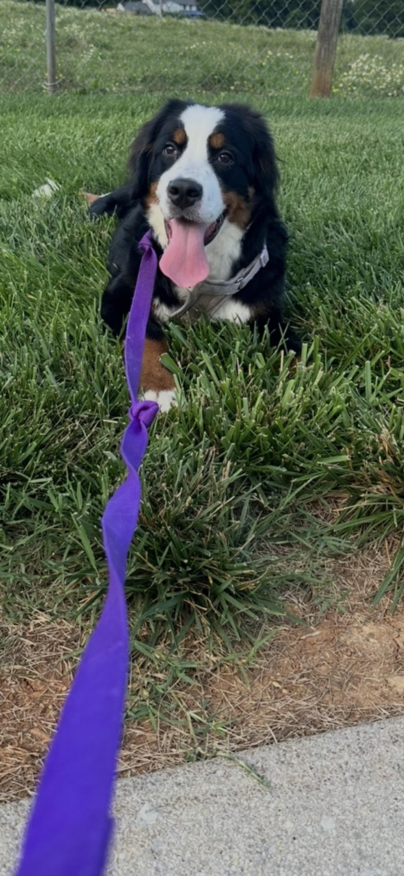 Enlarge Daisy, an adoption pending Bernese Mountain Dog in Powell, TN image 1/2