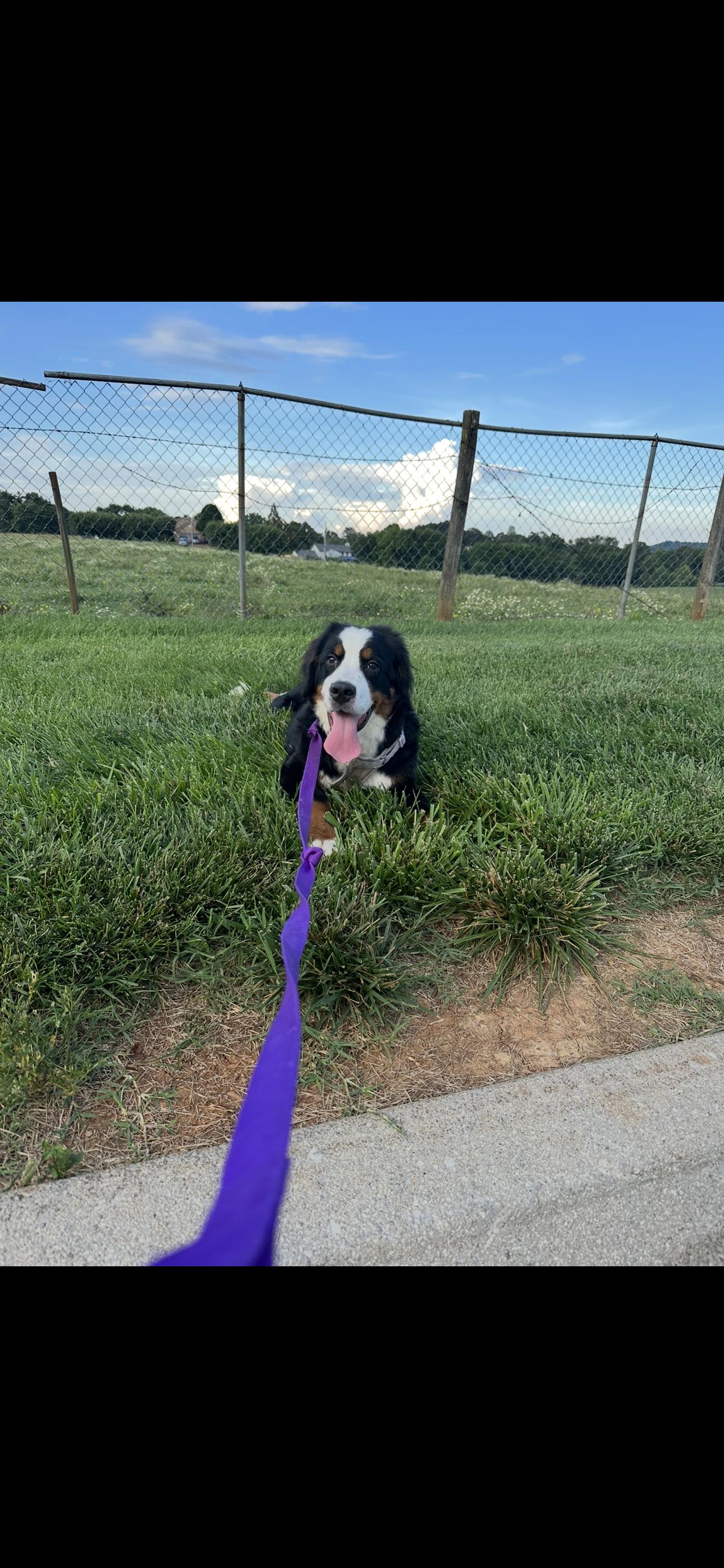 Enlarge Daisy, an adoption pending Bernese Mountain Dog in Powell, TN image 2/2
