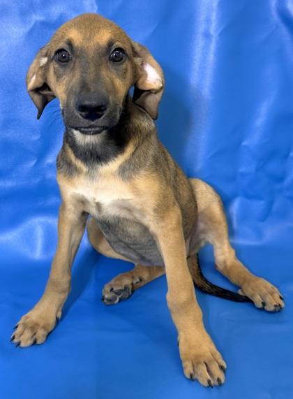 Enlarge Nina, a Adoptable mixed breed in Morton Grove, IL image 1/3