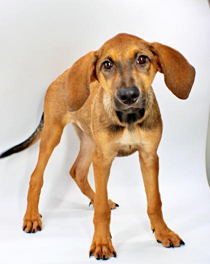 Enlarge Nina, a Adoptable mixed breed in Morton Grove, IL image 2/3