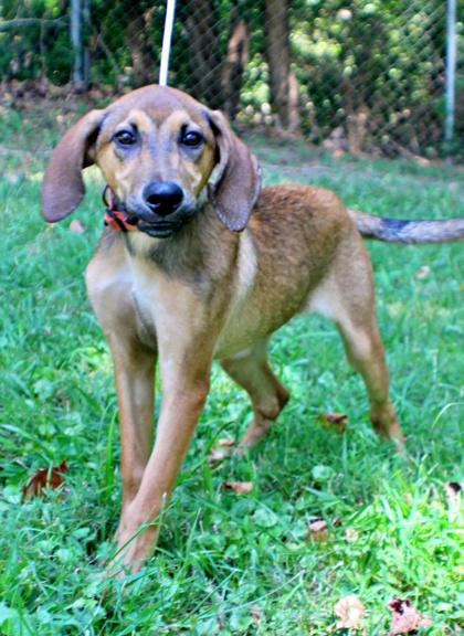 Enlarge Nina, a Adoptable mixed breed in Morton Grove, IL image 3/3