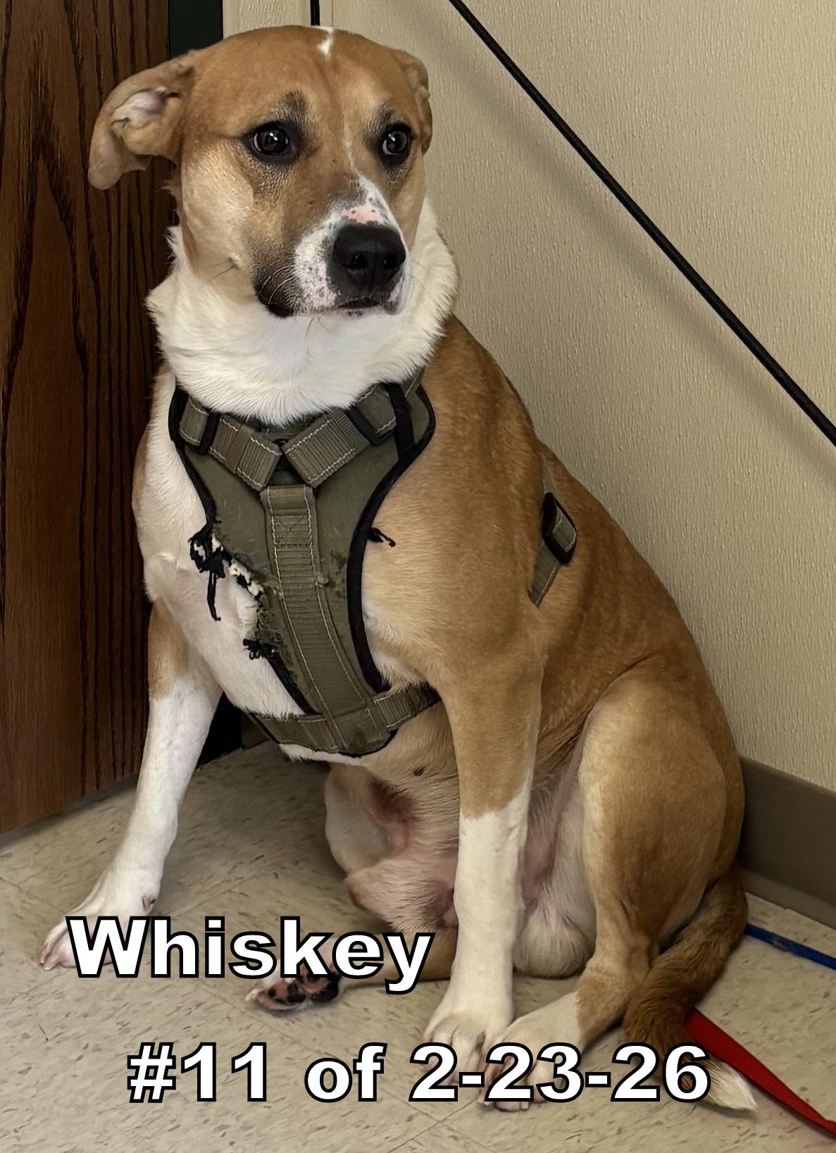 Whiskey #11 of 2-23-26, ADOPTABLE, Adult Male Labrador Retriever.