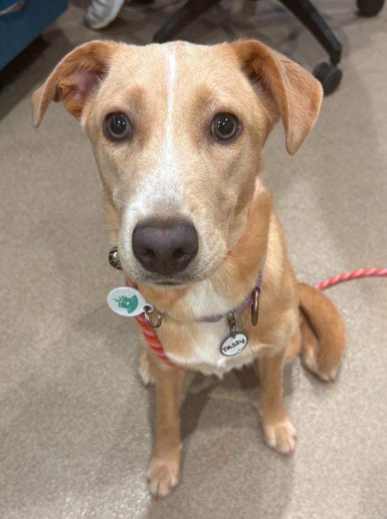 Tassy, Adoptable, Puppy Female Black Mouth Cur.