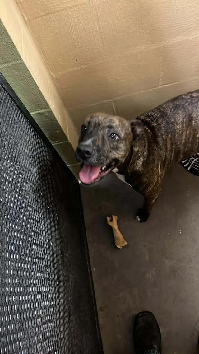 Enlarge Demi, a ADOPTABLE mixed breed in Stahlstown, PA image 1/3