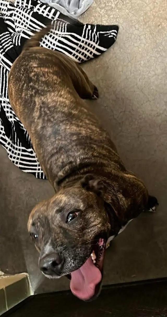 Enlarge Demi, a ADOPTABLE mixed breed in Stahlstown, PA image 2/3