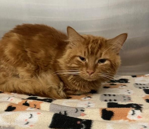 Enlarge JERRY, a Adoptable Domestic Long Hair in Springfield, MA image 1/1