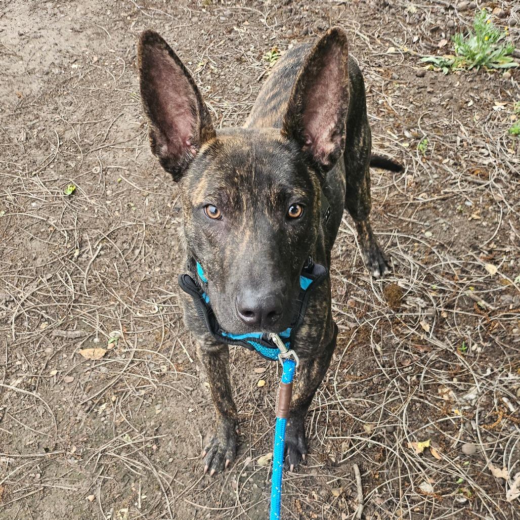 Mouse, a Adoptable Mixed Breed in Sonoma, CA image 1/6