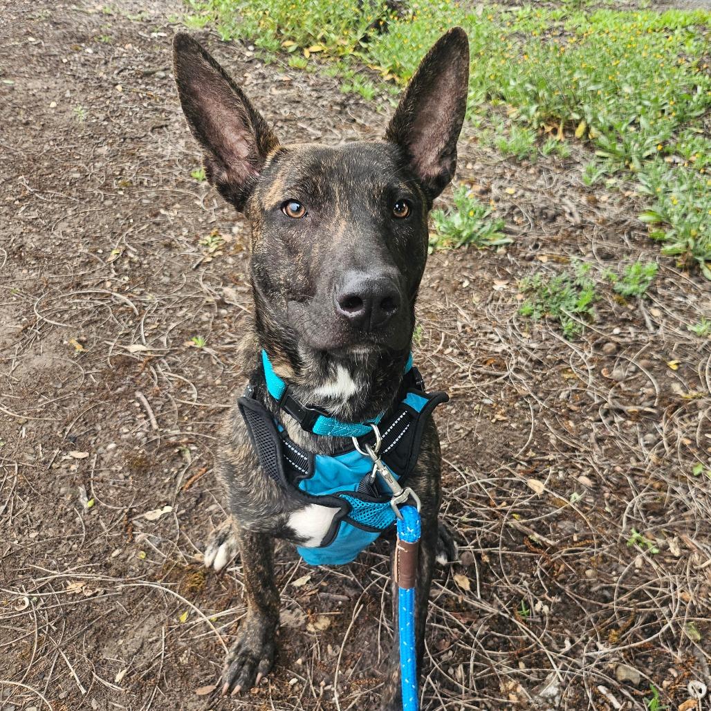 Mouse, a Adoptable Mixed Breed in Sonoma, CA image 2/6
