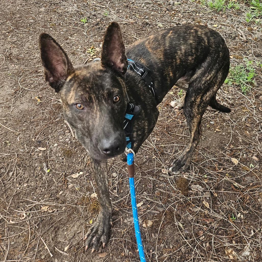 Mouse, a Adoptable Mixed Breed in Sonoma, CA image 3/6