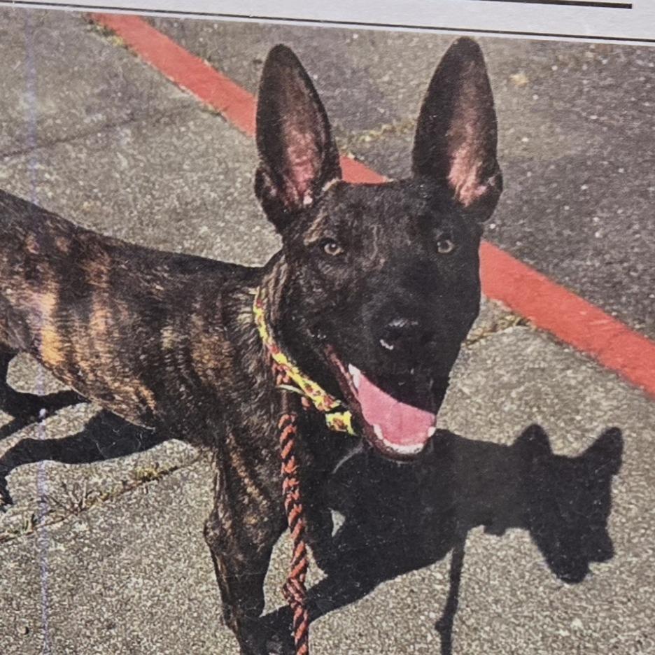Mouse, a Adoptable Mixed Breed in Sonoma, CA image 4/6