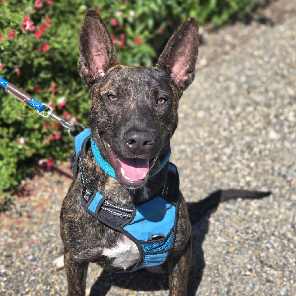 Mouse, a Adoptable Mixed Breed in Sonoma, CA image 5/6