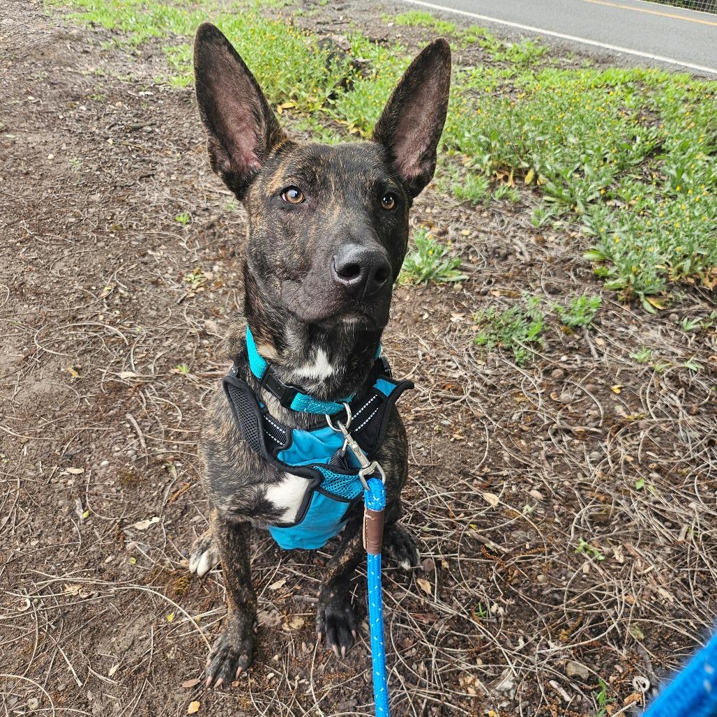 Mouse, a Adoptable Mixed Breed in Sonoma, CA image 6/6