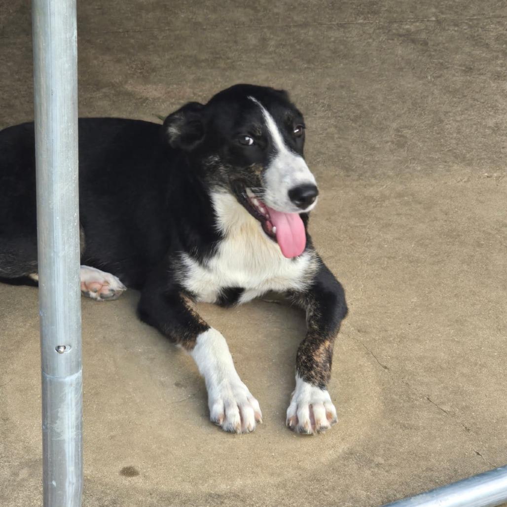 Bashful, Adoptable, Young Male German Shepherd Dog & Mixed Breed.