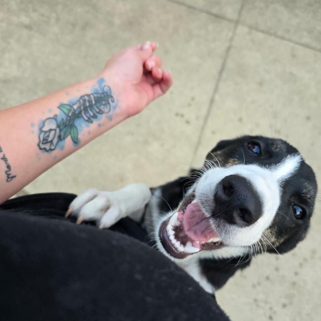 Enlarge Bashful, a Adoptable mixed breed in Tupelo, MS image 2/5
