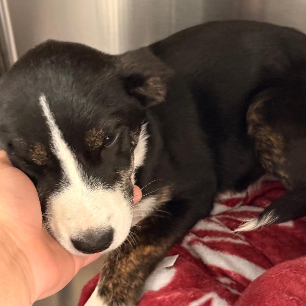 Bashful, a Adoptable mixed breed in Tupelo, MS image 1/3