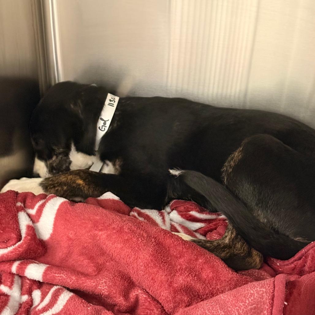 Bashful, a Adoptable mixed breed in Tupelo, MS image 3/3