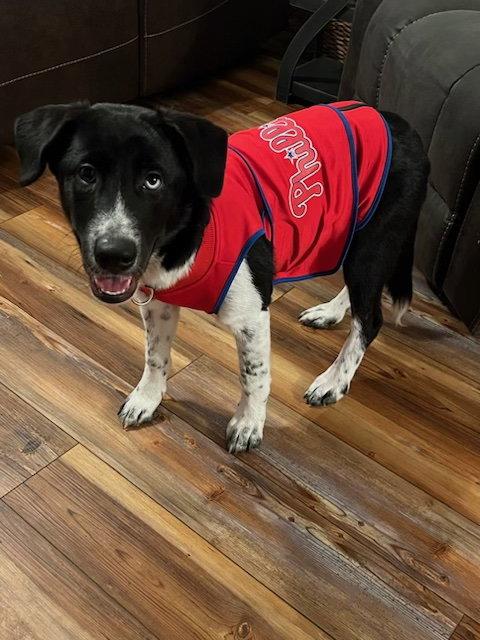 Enlarge Ellie, a Adopted Border Collie in Mount Laurel, NJ image 3/3