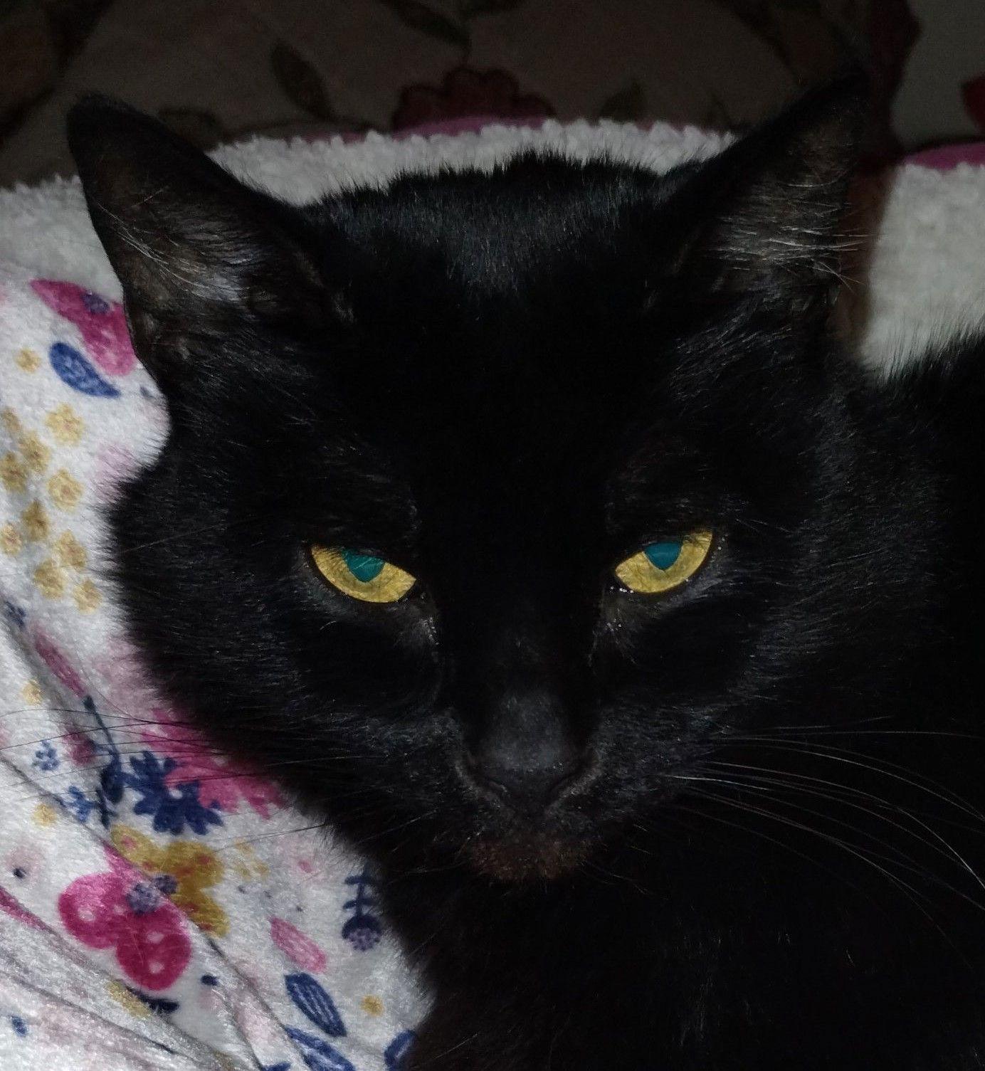 princess, Adoptable, Adult Female Domestic Short Hair.