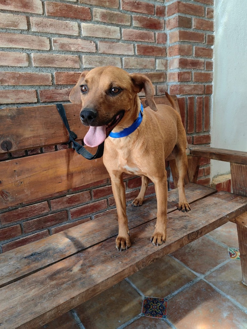 Roñas, a Adoptable mixed breed in Brooklyn, CT image 4/6