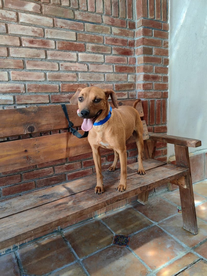 Roñas, a Adoptable mixed breed in Brooklyn, CT image 5/6