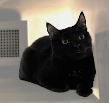 Basil 1190-25, Adoptable, Kitten Male Domestic Short Hair & Domestic Short Hair.