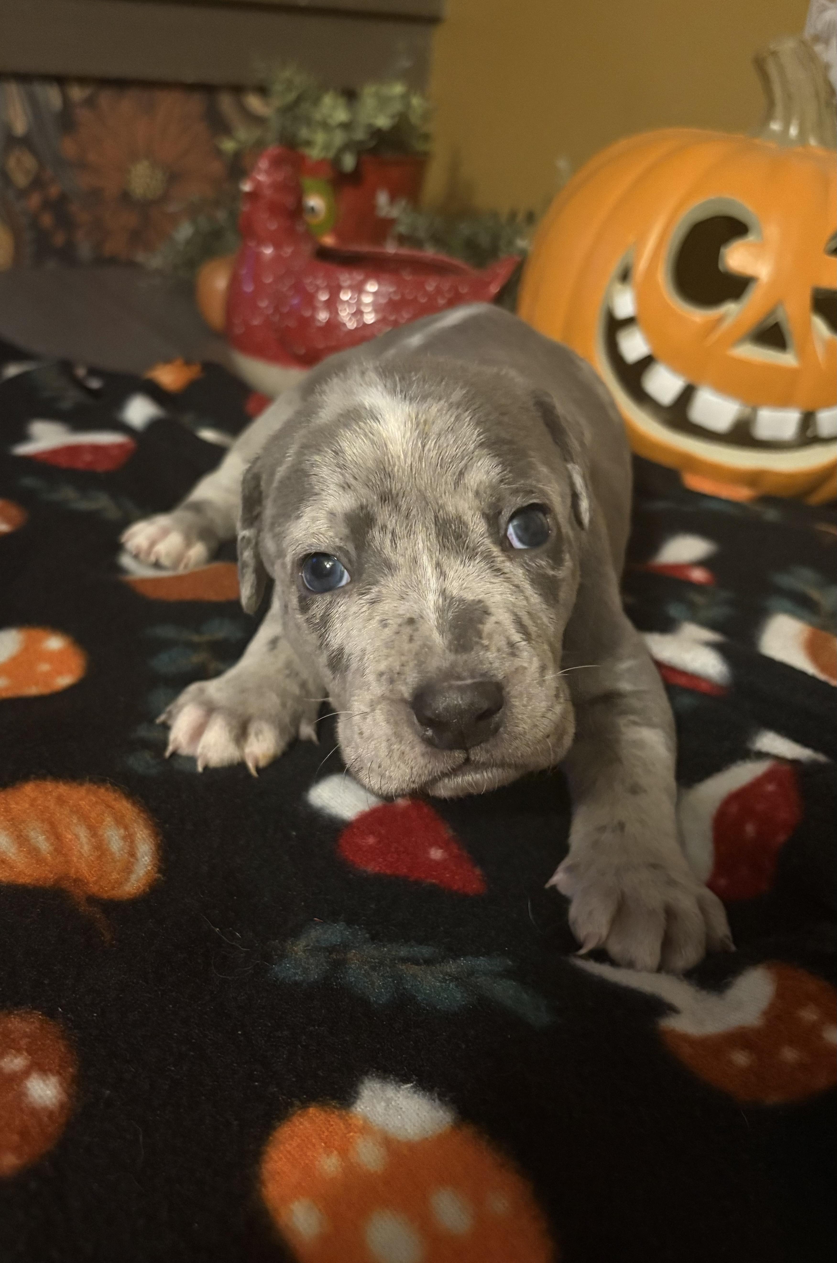 Jasper- Mama Ruby Anns gemstones, Adopted, Puppy Male Pit Bull Terrier & Catahoula Leopard Dog.
