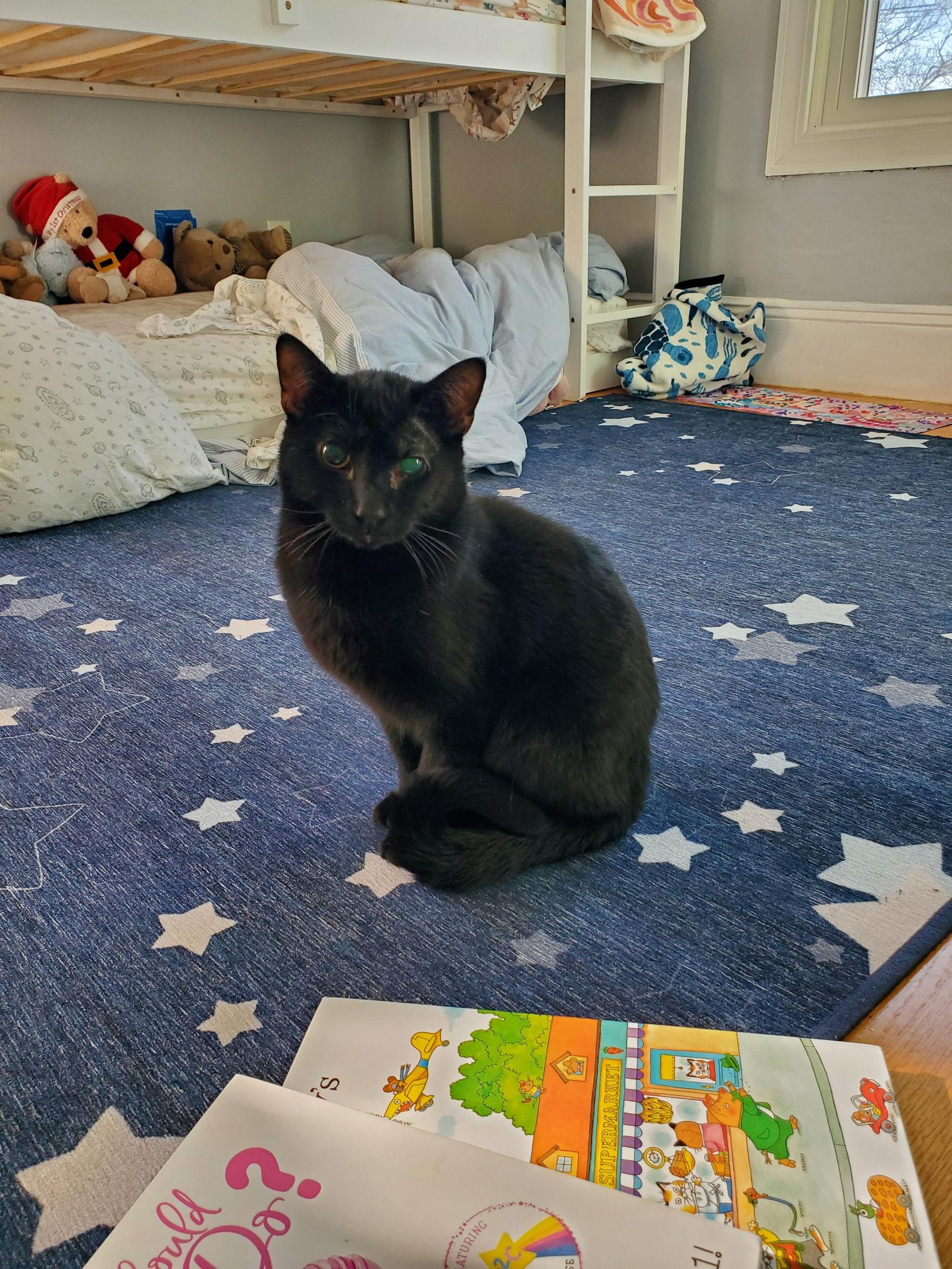 Kiran, Adopted, Young Male Domestic Short Hair.