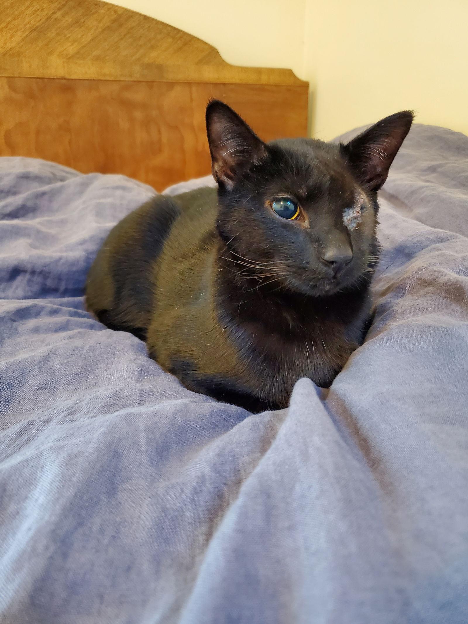 Kiran, a Adopted Domestic Short Hair in Somerville, MA image 2/3