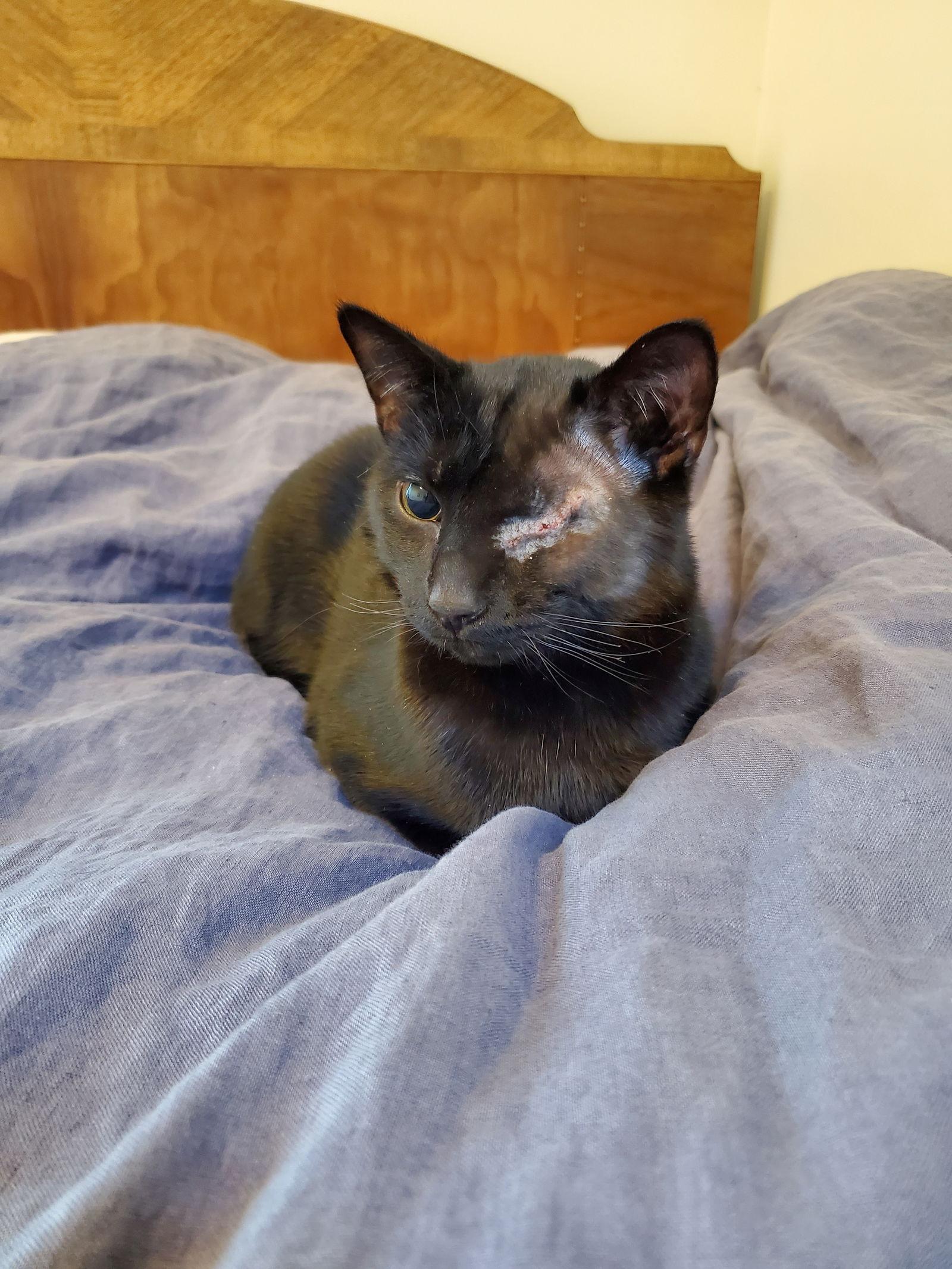 Kiran, a Adopted Domestic Short Hair in Somerville, MA image 3/3