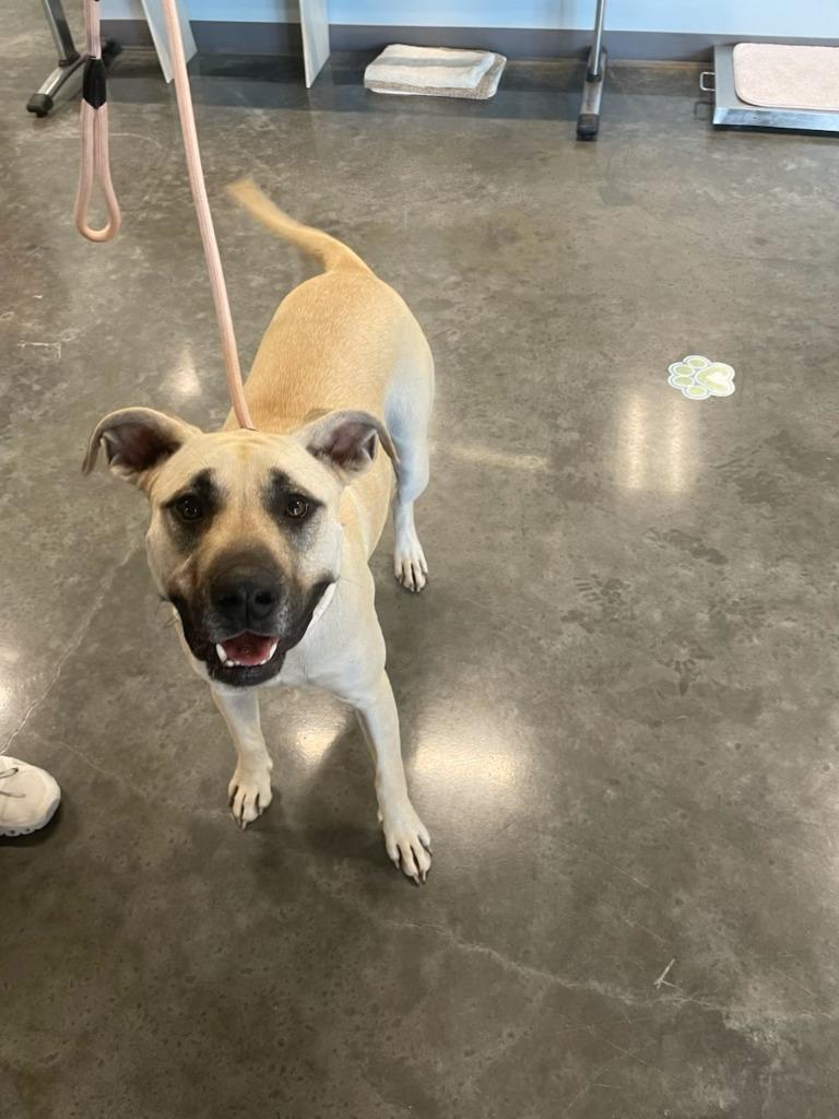 Emma, Adoptable, Adult Female Pit Bull Terrier.