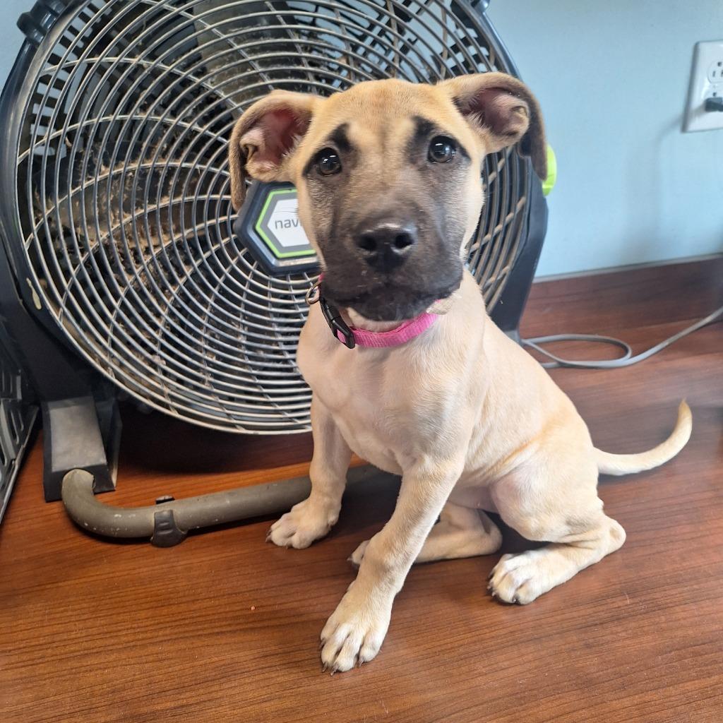 Emma, Adoptable, Adult Female Pit Bull Terrier.