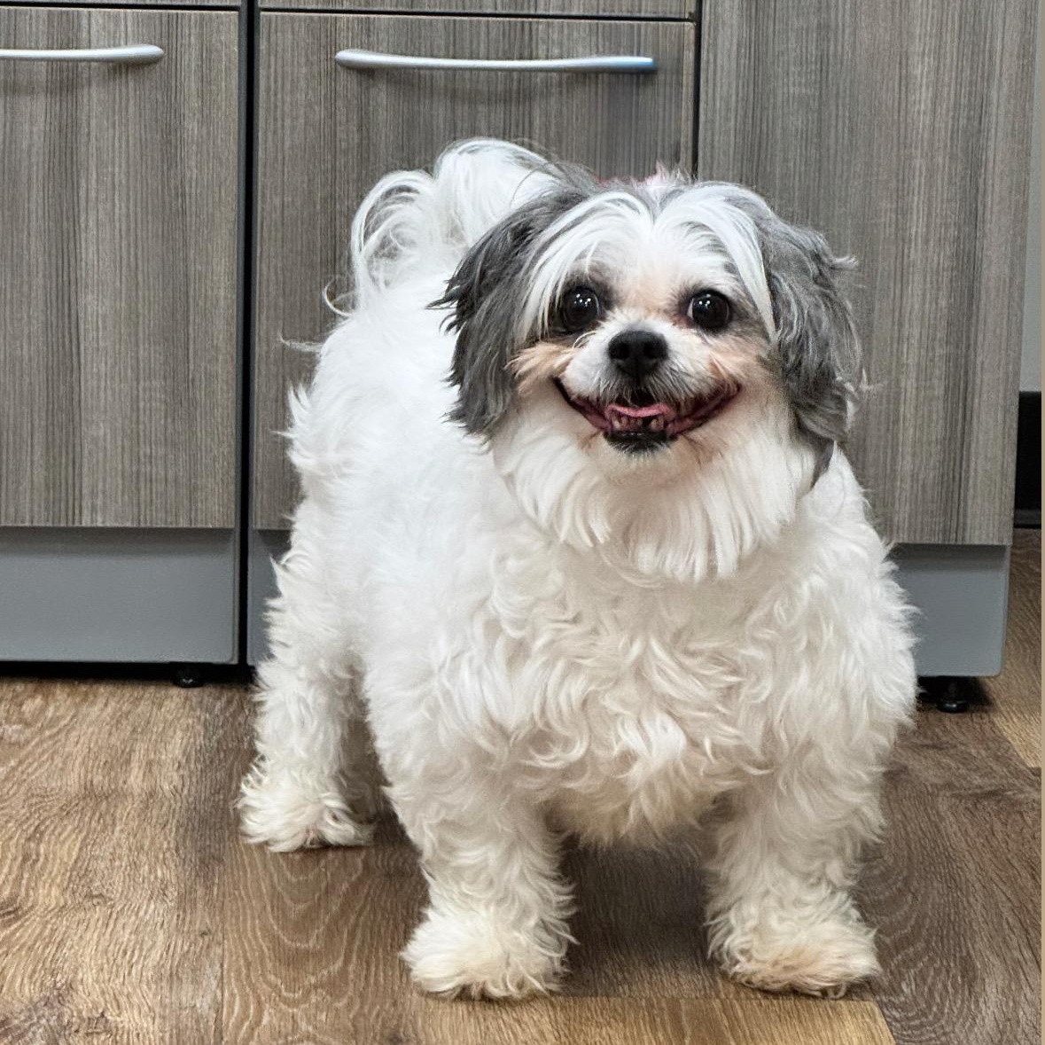 Enlarge Mallomar, an adopted Shih Tzu in Syosset, NY image 1/1
