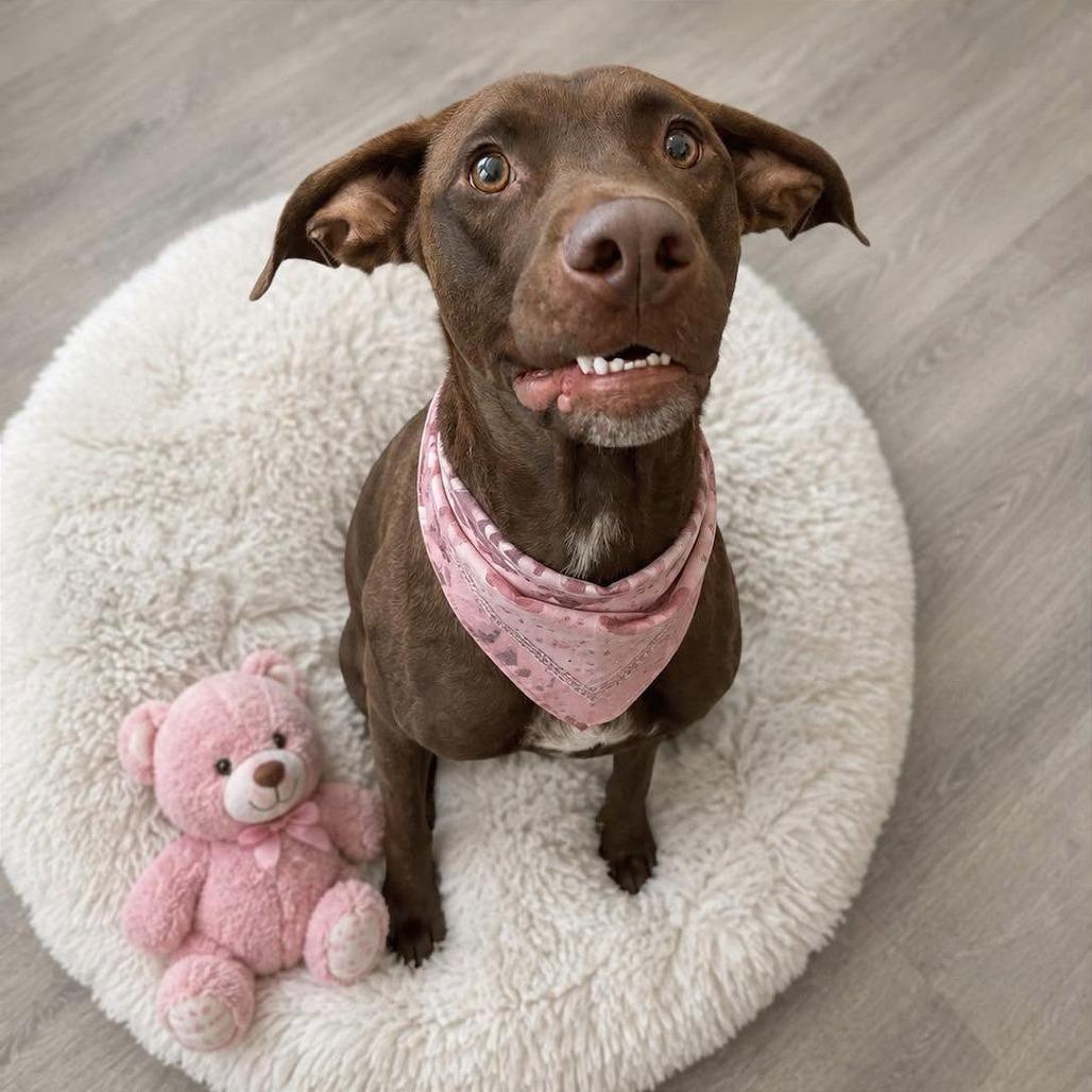 Melody, Adoptable, Adult Female Labrador Retriever & Pit Bull Terrier.