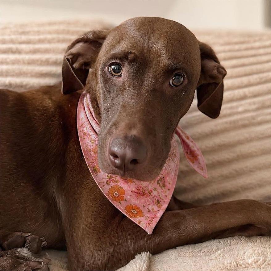 Enlarge Melody, a Adoptable mixed breed in Tampa, FL image 2/6