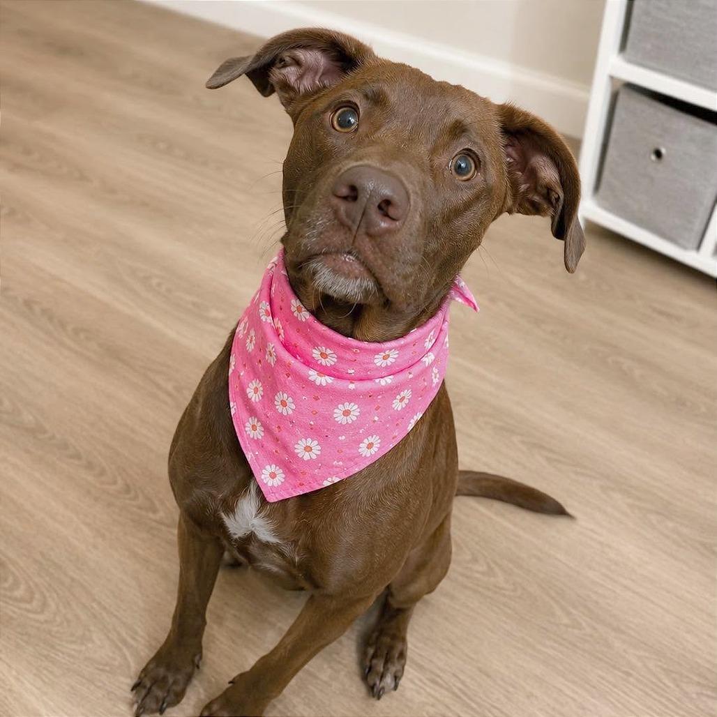 Enlarge Melody, a Adoptable mixed breed in Tampa, FL image 3/6
