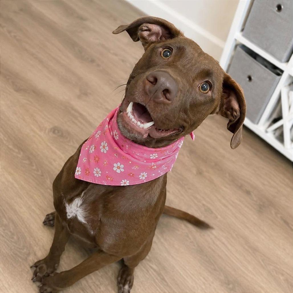 Enlarge Melody, a Adoptable mixed breed in Tampa, FL image 4/6