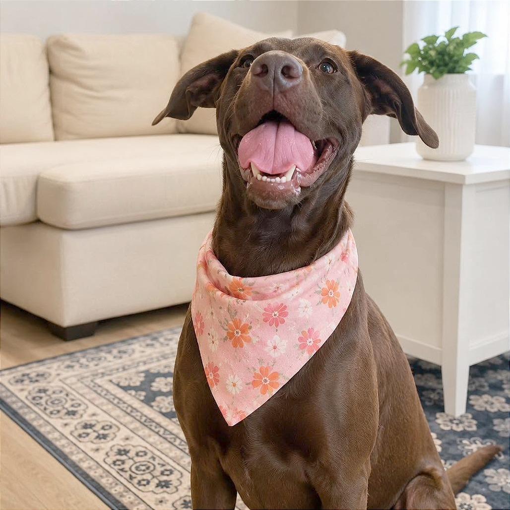 Enlarge Melody, a Adoptable mixed breed in Tampa, FL image 5/6