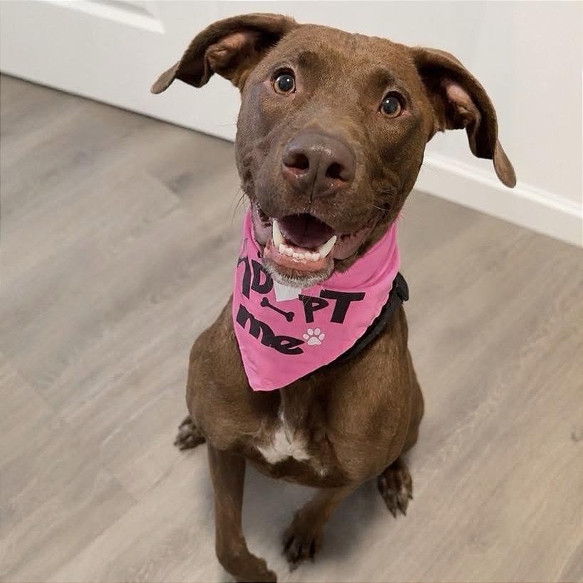 Enlarge Melody, a Adoptable mixed breed in Tampa, FL image 6/6