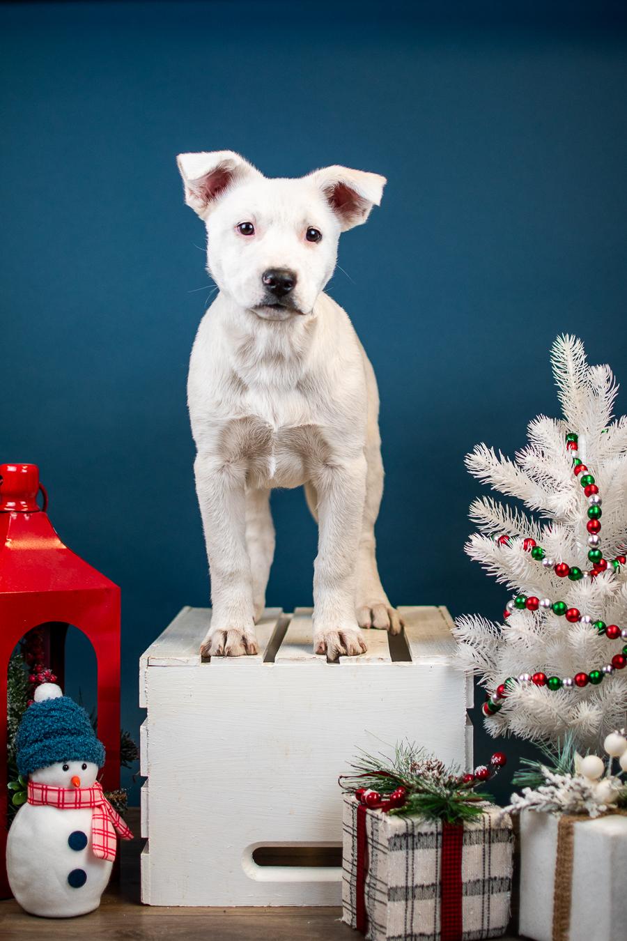 1056-25, ADOPTABLE, Young Female Australian Cattle Dog / Blue Heeler.