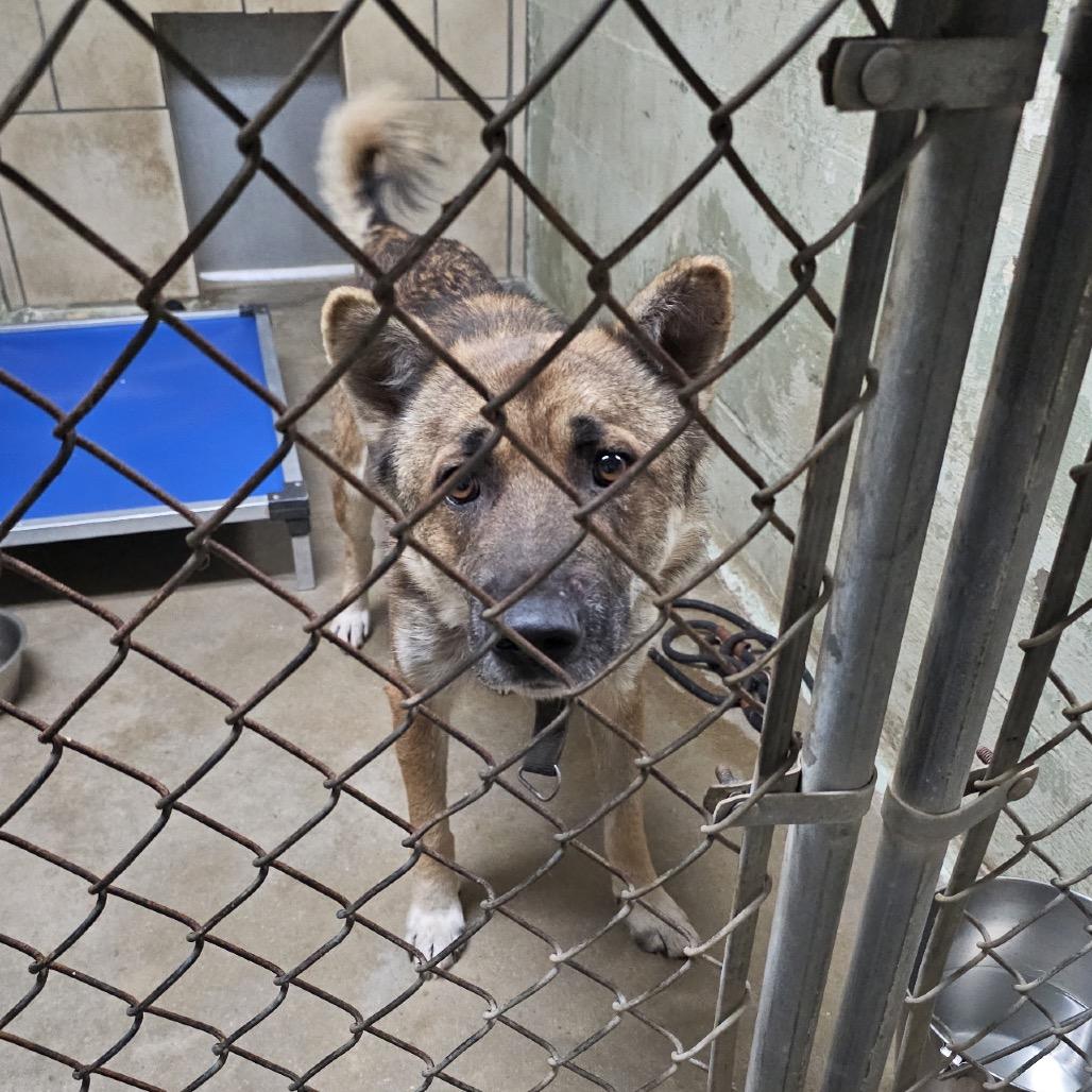 Enlarge Sauerkraut*, a Adoptable mixed breed in Eureka Springs, AR image 1/1