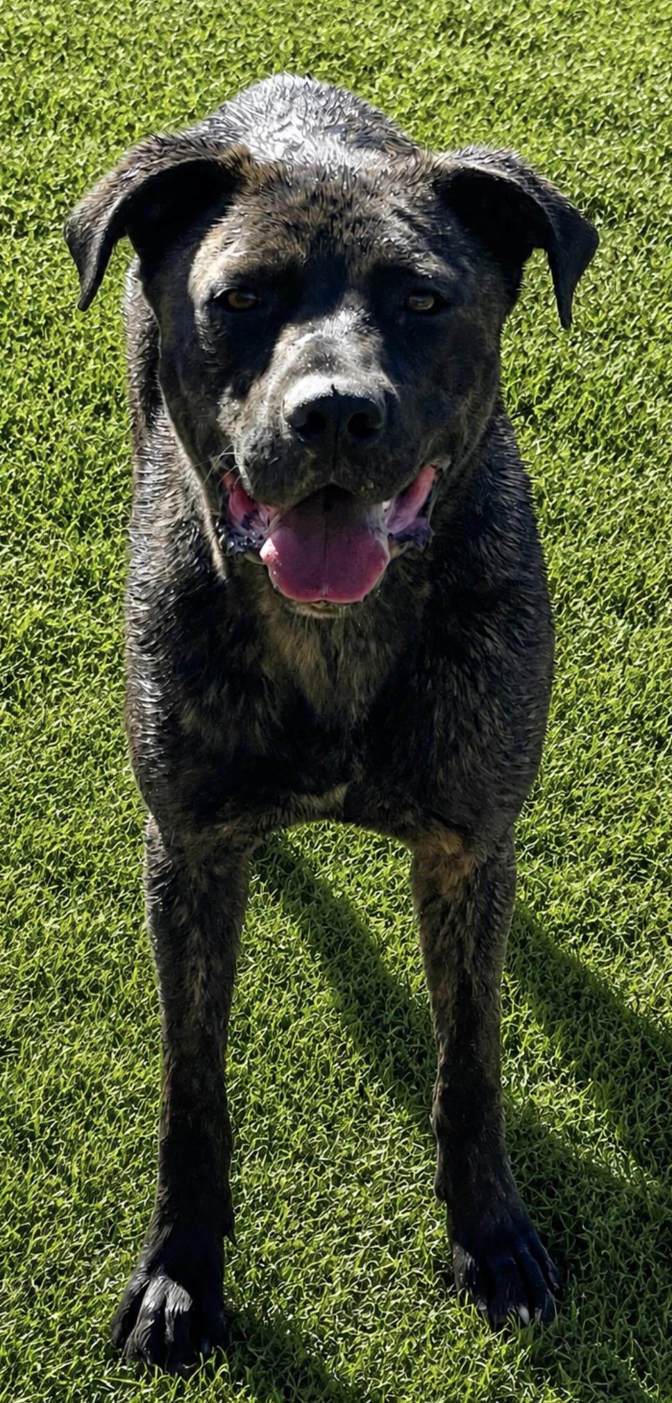 Enlarge Gilligan, an adopted mixed breed in Colville , WA image 3/3