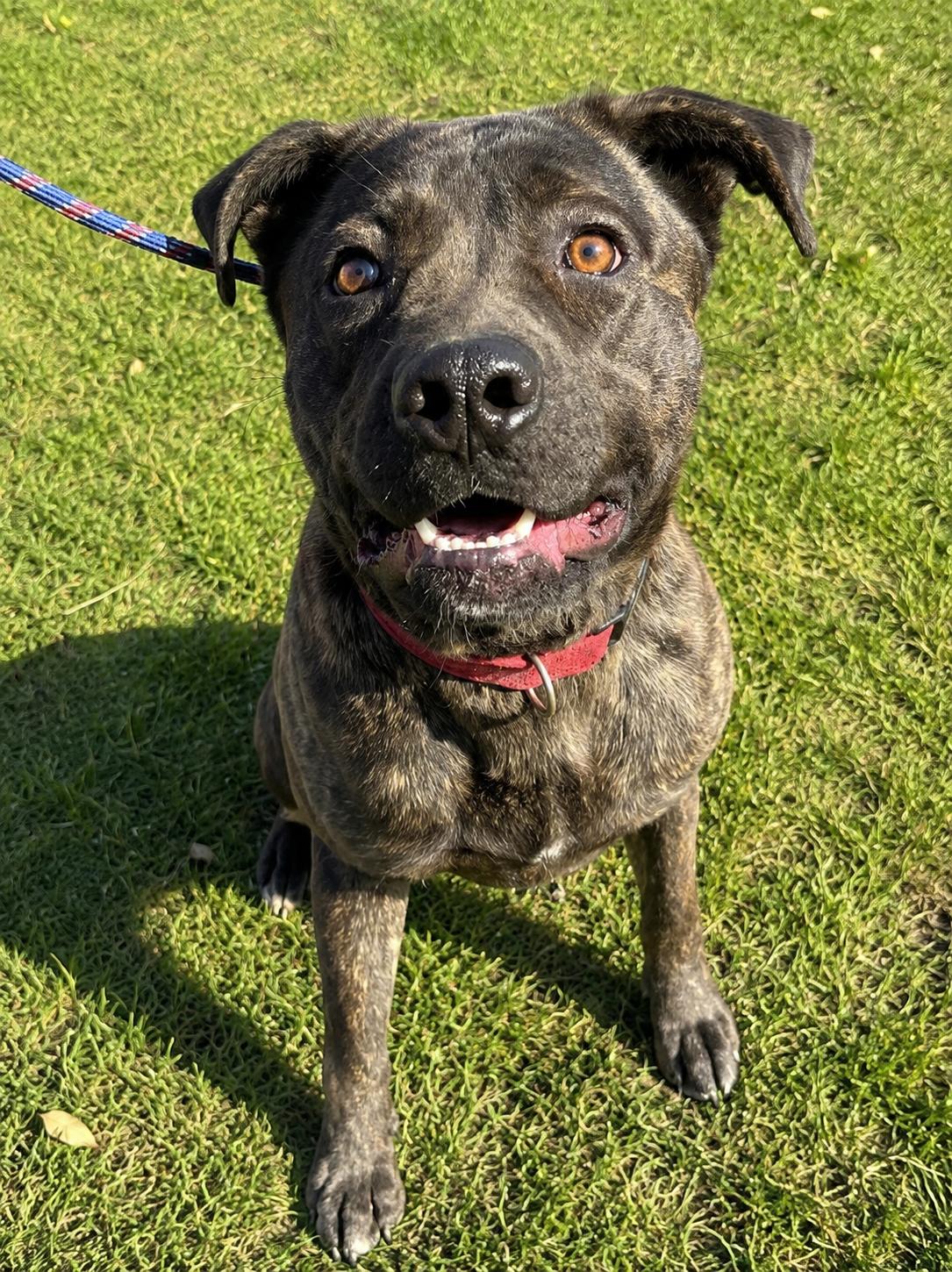 Gilligan, adopted, Young Male Mastiff.