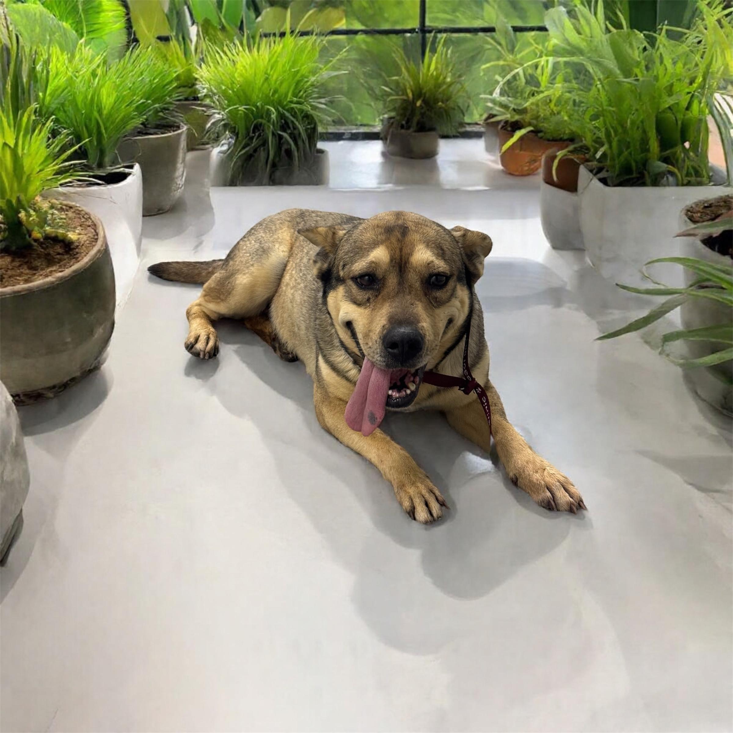 Enlarge Daisy, a Adoptable mixed breed in Williston, VT image 2/4