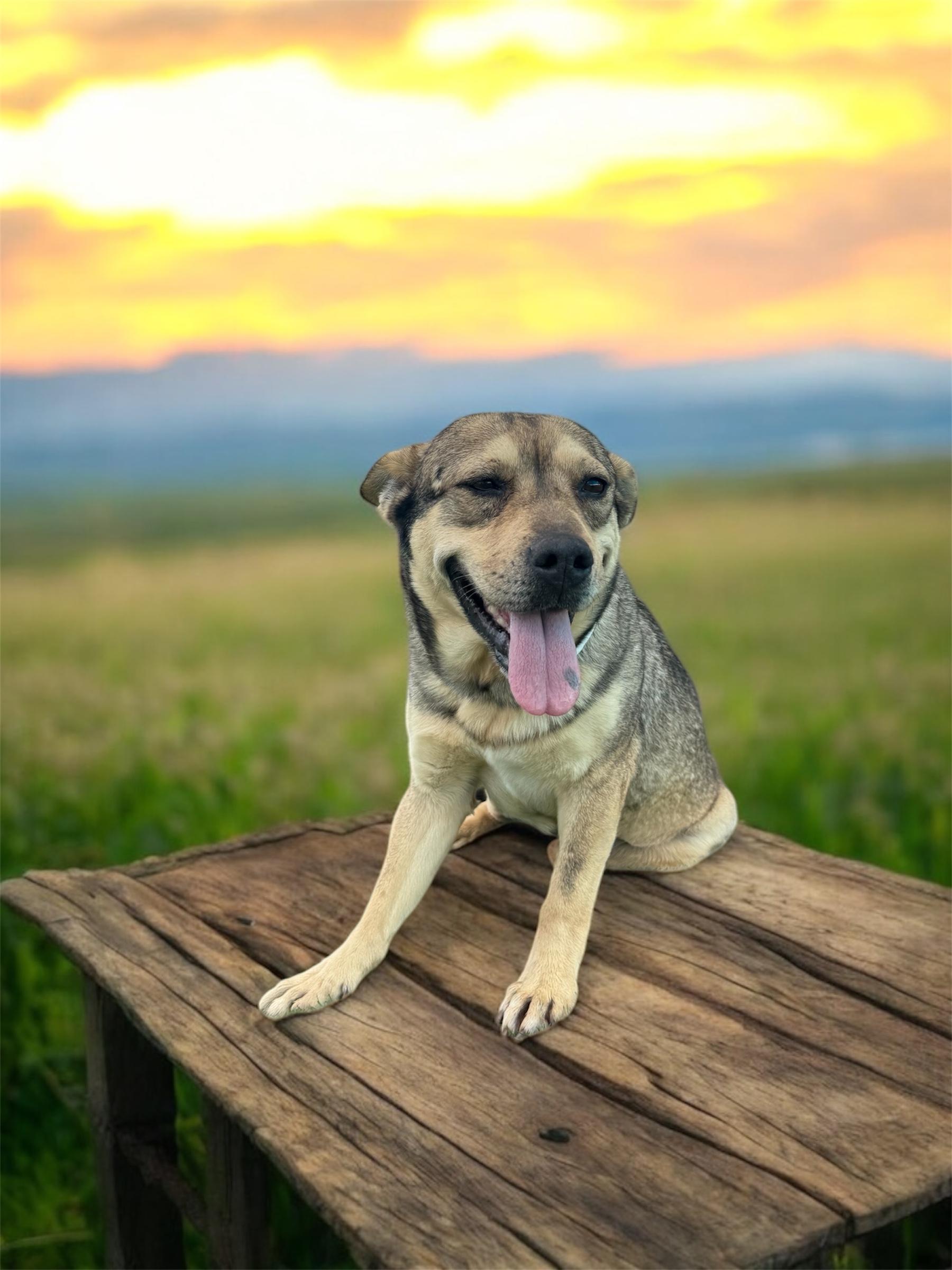 Enlarge Daisy, a Adoptable mixed breed in Williston, VT image 4/4